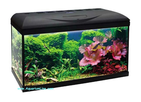 Superfish Home 80 - Pagina 2 - Forum acquariofilia facile: allestimento e  gestione facile dell' acquario, tutto sui pesci tropicali