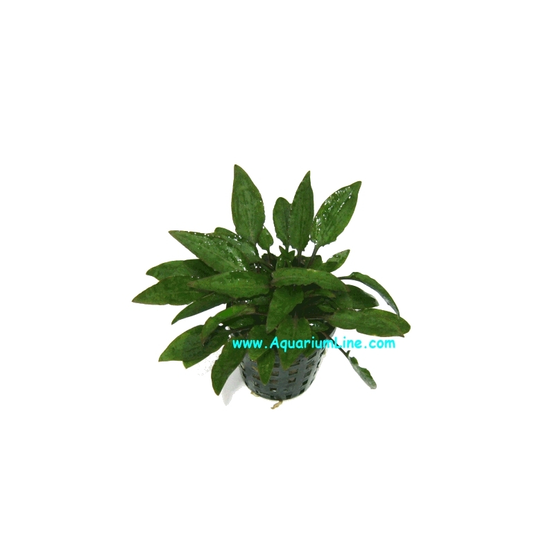 Cryptocoryne Walkeri