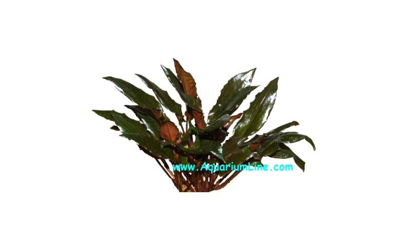 Cryptocoryne Undulata kasselman