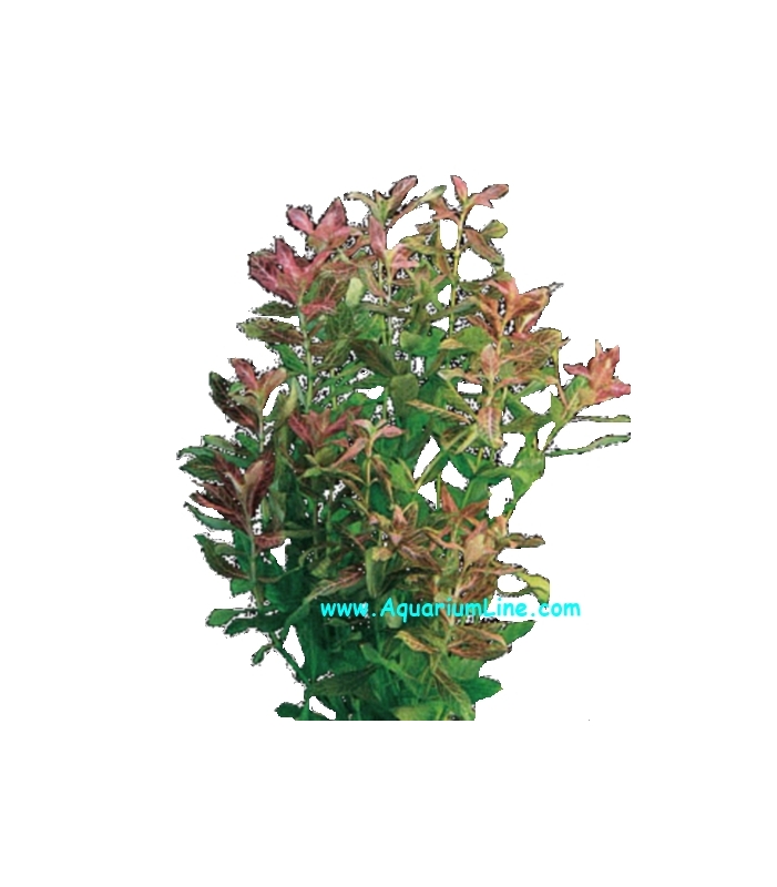 Hygrophila Polysperma Rosanervig (Rosae Australis)