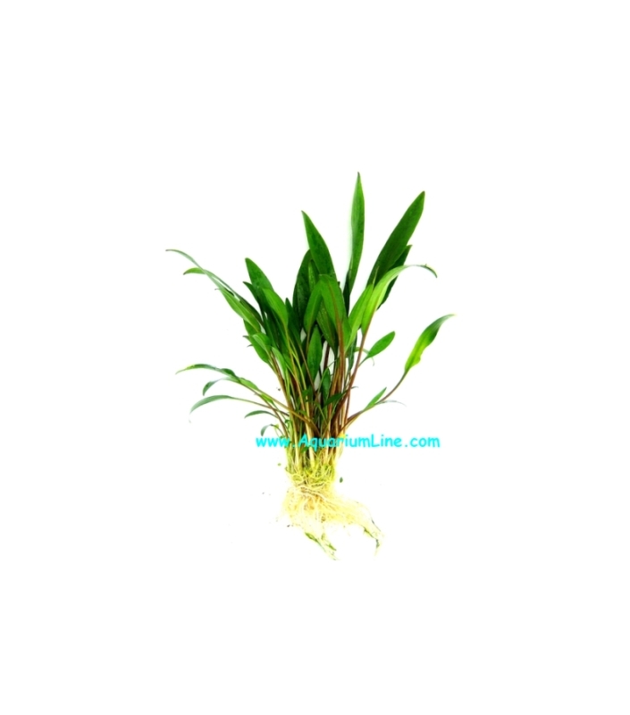 Cryptocoryne Lucens