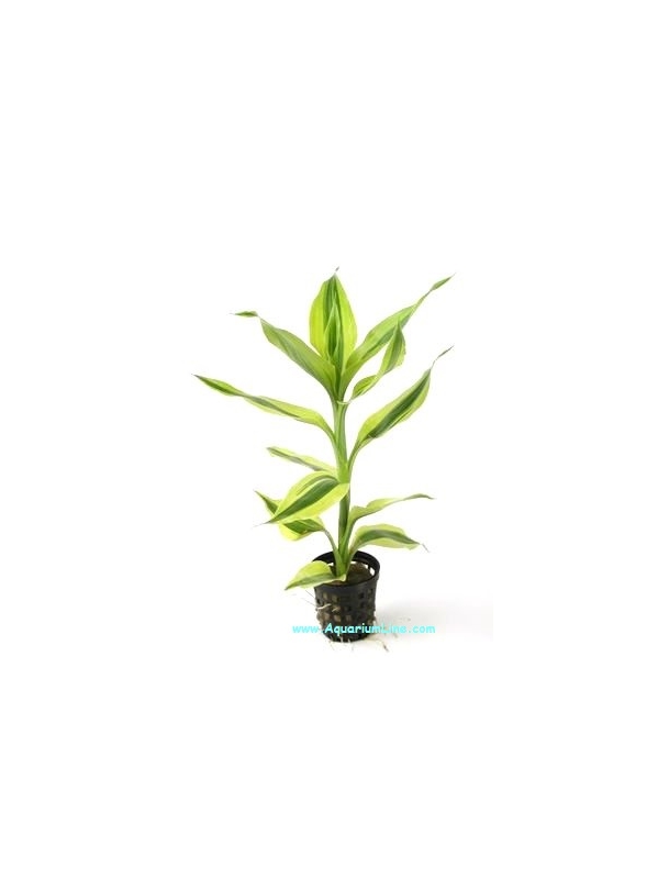 Dracena Sanderiana