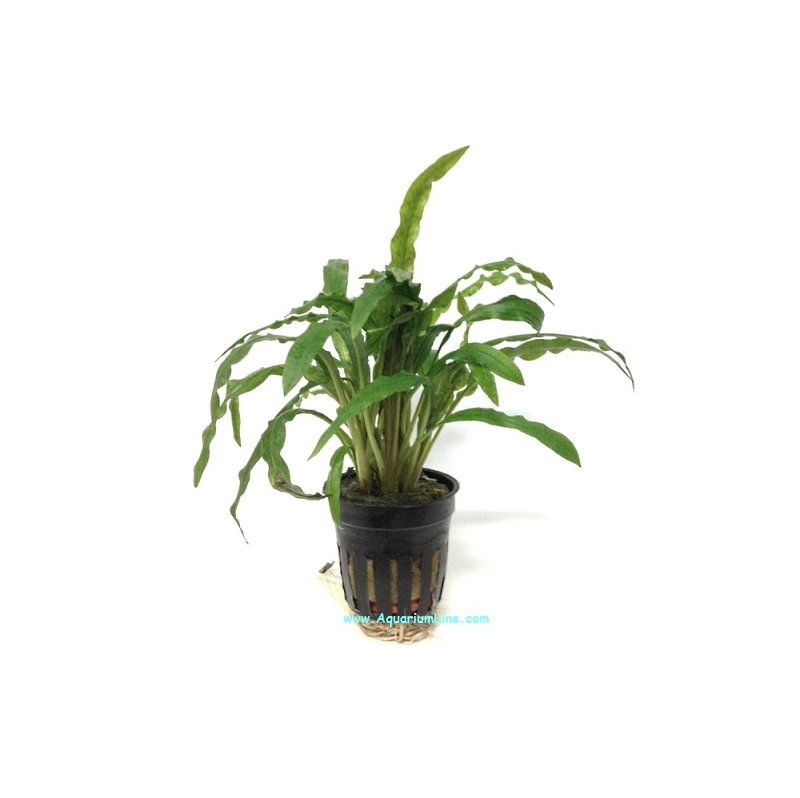 Cryptocoryne Costata