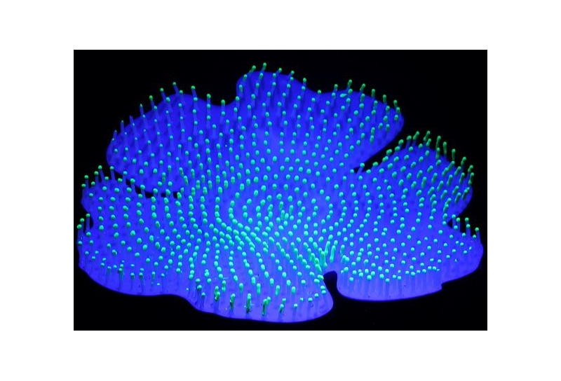 AQL Decor Fluo modello 23G cm18x18x3h - decorazione in silicone fluorescente