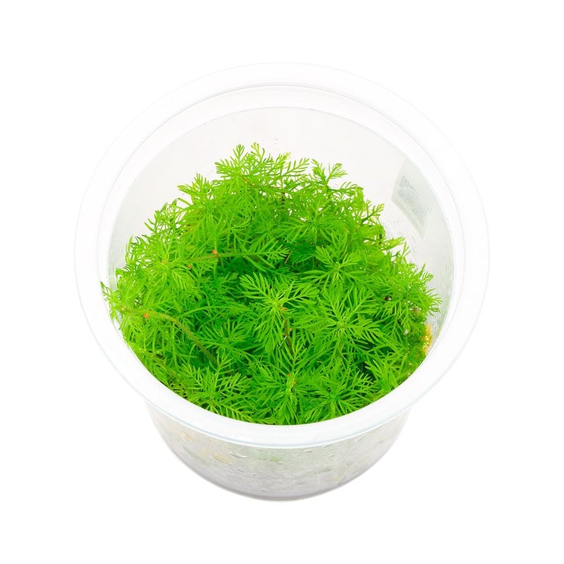 Myriophyllum Matogrossense in vitro