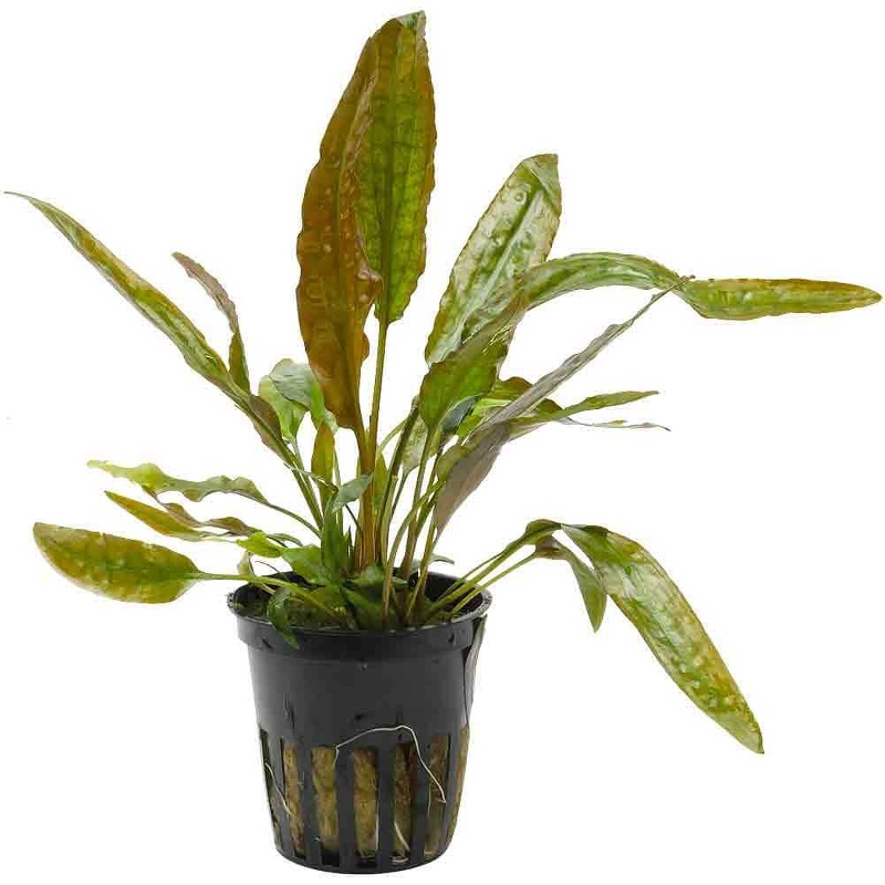 Cryptocoryne Usteriana