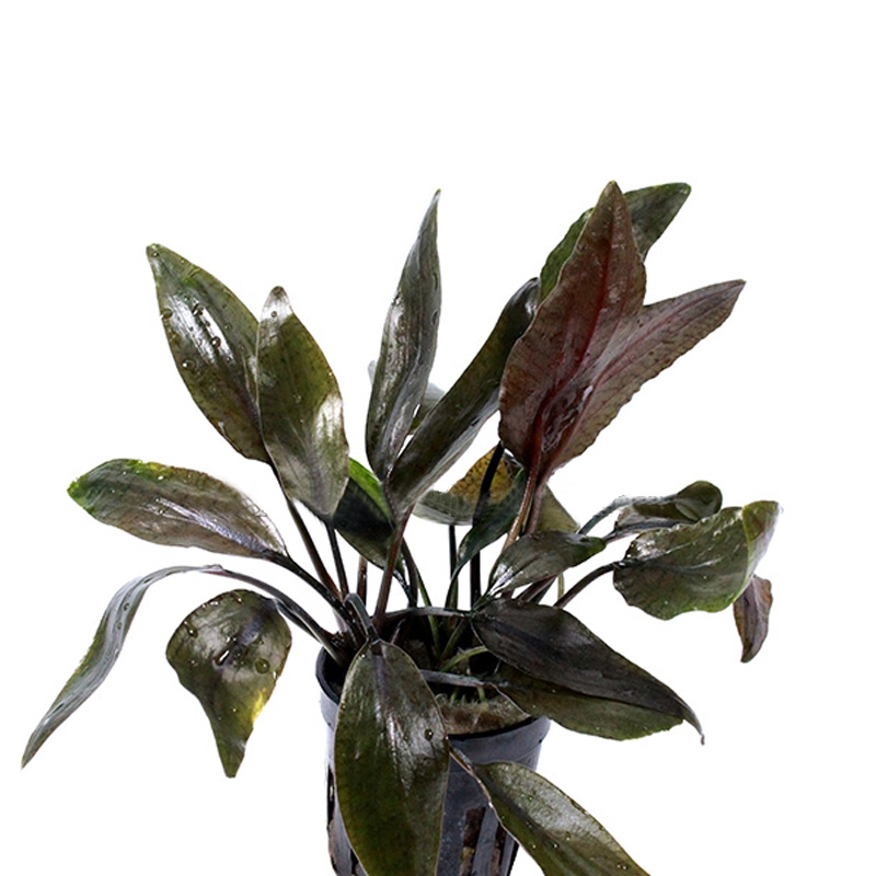 Cryptocoryne Nurii