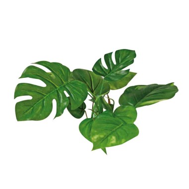 Wave Decor Anubias