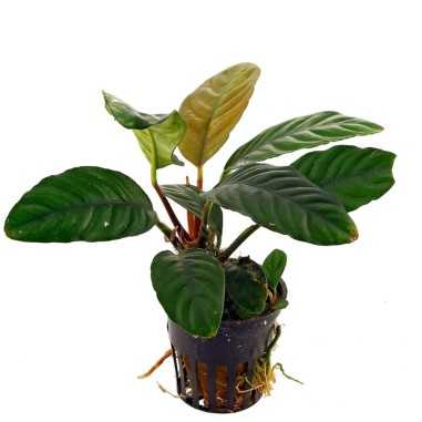 Anubias Barteri var. Coffeefolia