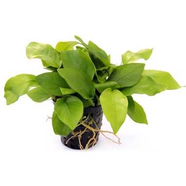 Anubias Barteri var. Nana "Golden" (Yellow Heart)