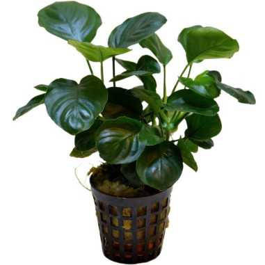 Anubias Nana Coin ("Round Leaf")