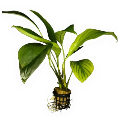 Anubias Species