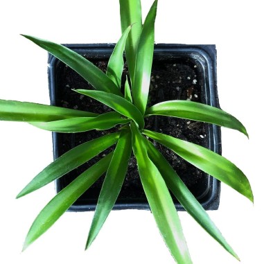 Chlorophytum "Green"