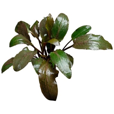 Cryptocoryne Nurii