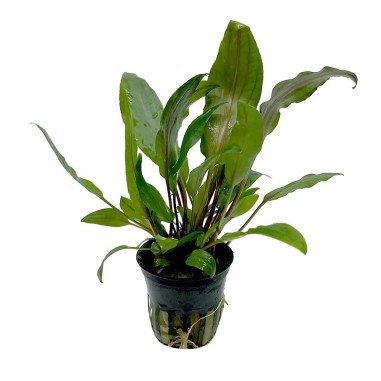 Cryptocoryne Undulata Green