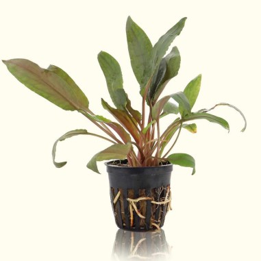 Cryptocoryne Undulata Red