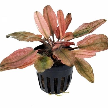 Cryptocoryne wendtii "Fancy Pink"