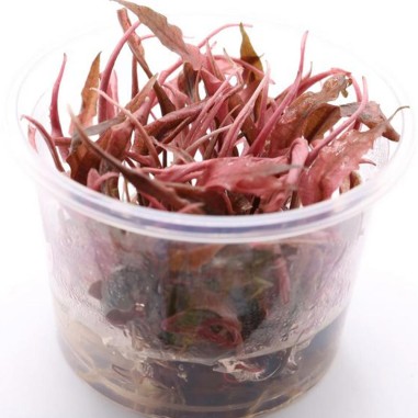 Cryptocoryne wendtii 'Fancy Pink' in vitro