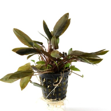 Cryptocoryne Wendtii Brown