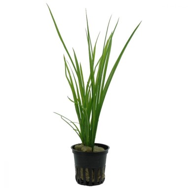 Cyperus Helferii