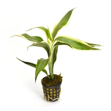 Dracena Sanderiana