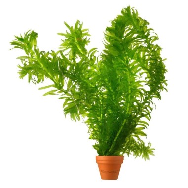 Elodea Densa ( Egeria Densa )