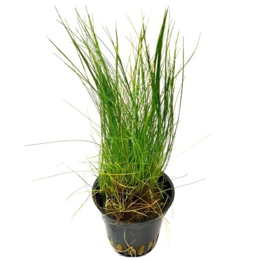 Eleocharis Acicularis