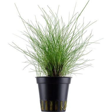 Eleocharis Parvula