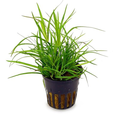 Juncus Repens