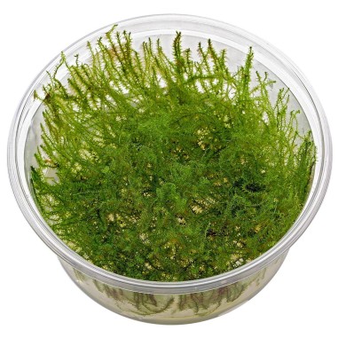 Leptodictyum Riparium (Stringy Moss) in Vitro