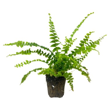 Nephrolepis “Green Lady”