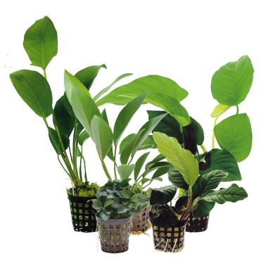 Offerta Assortimento Anubias Mix - Set di 3 piante della specie Anubias