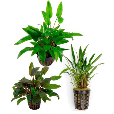 Offerta Assortimento Cryptocoryne Mix - Set di 3 piante della specie Cryptocoryne