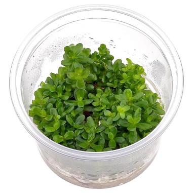 Rotala Indica in Vitro