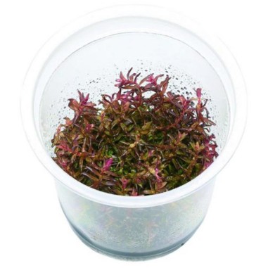 Rotala Macrandra in vitro