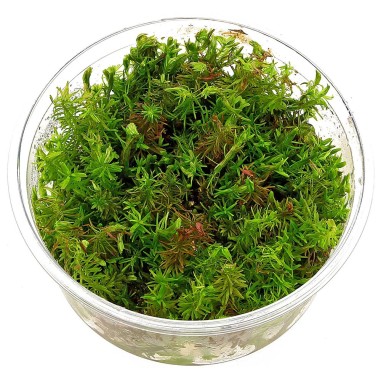 Rotala Wallichii in Vitro