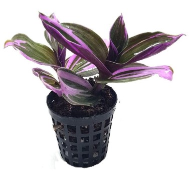 Tradescantia Nanouk