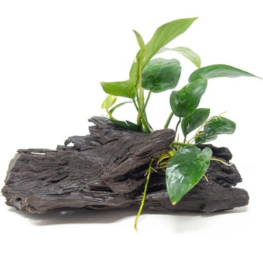 Tronco Con Anubias Nana Bonsai - Misura Media