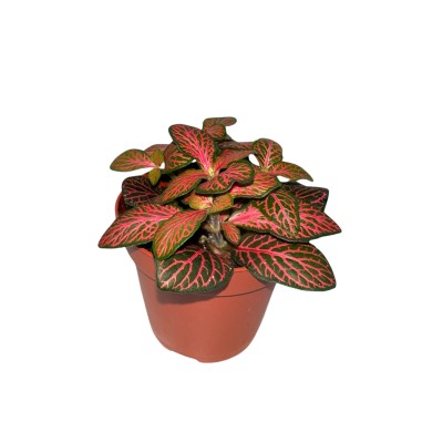 Fittonia Red