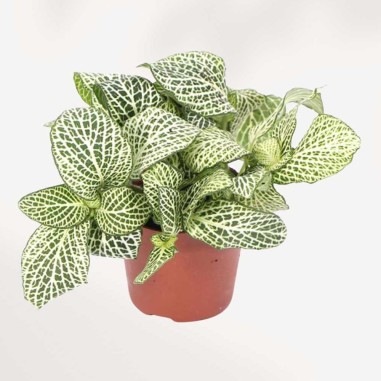 Fittonia White