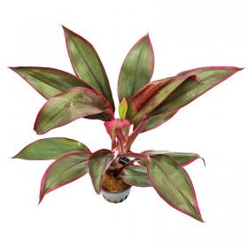 Cordyline Red Edge