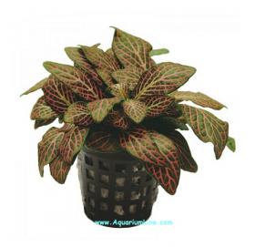 Fittonia Red small 5cm