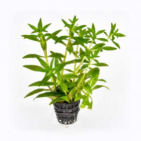 Limnophila Aromatica - Article To Be Sold Only In Italy