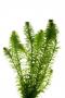 Elodea Canadensis - Article To Be Sold Only In Italy