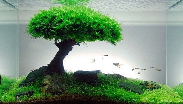 Bonsai wood - Linea prodotti per Acquascaping